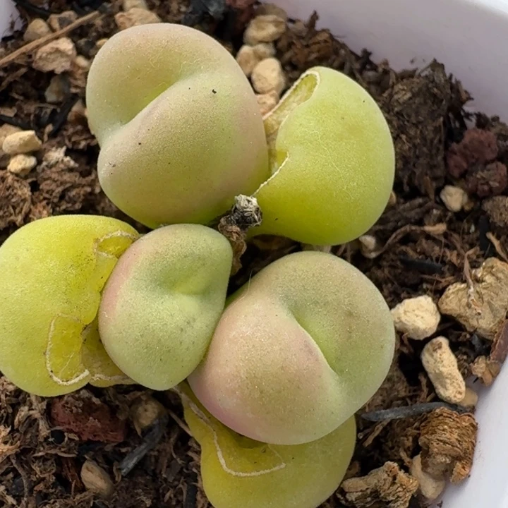 2224空卡带盆发货5888