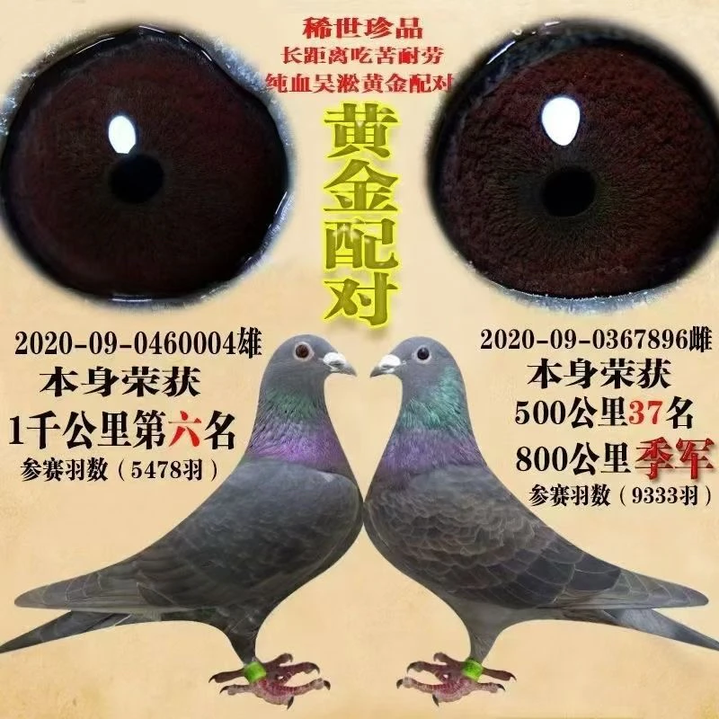 信鸽种鸽赛鸽幼鸽公棚血统圆环大鼻子异色鸽子