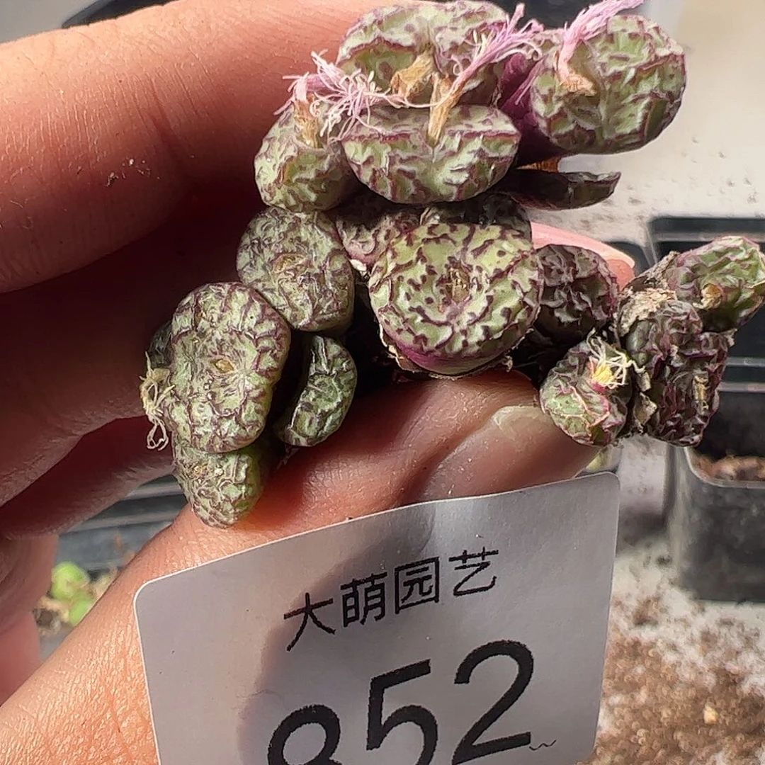 一物一拍。      852