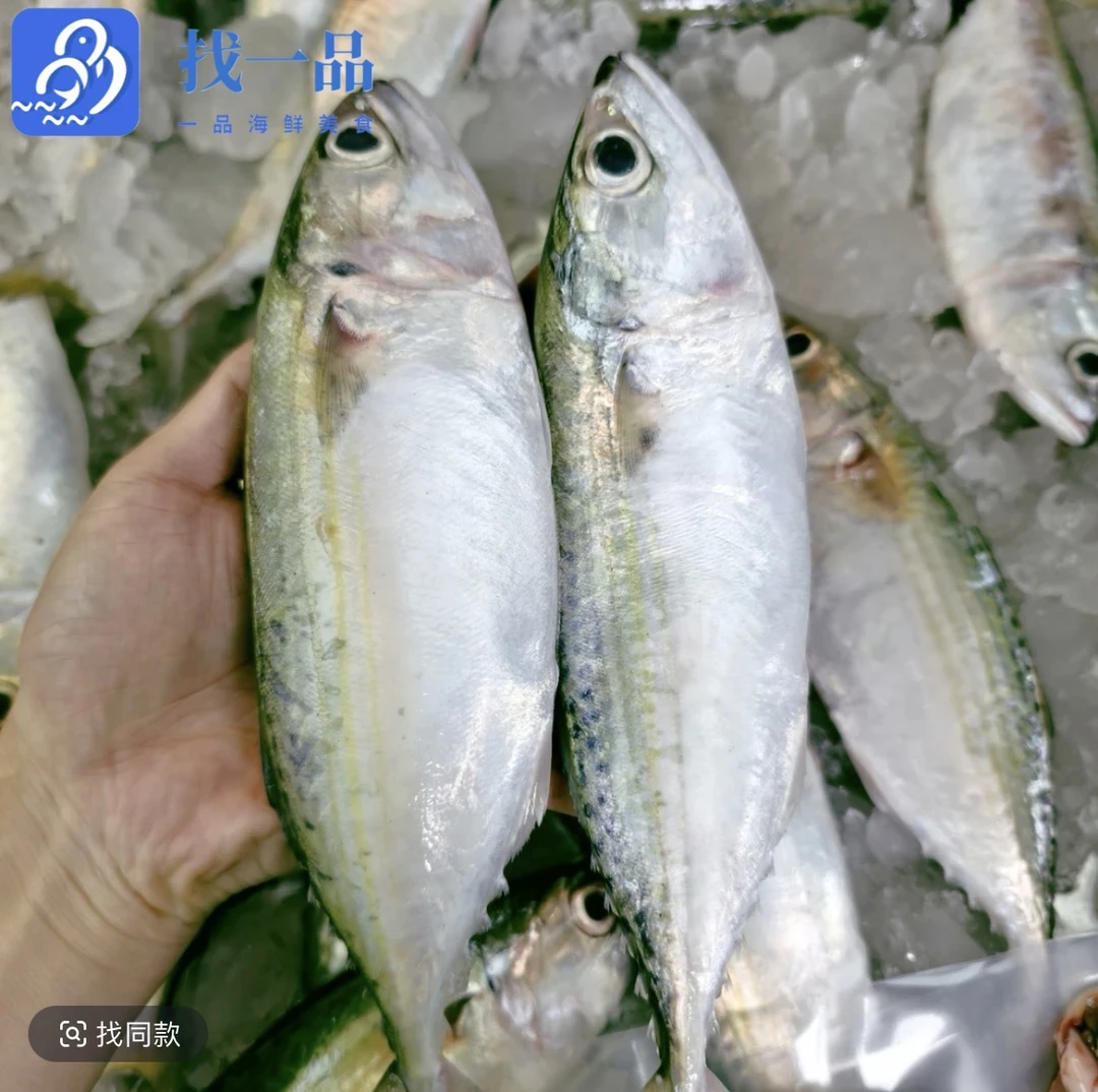 【找一品】汕尾港野生白面鱼 薄肚鱼