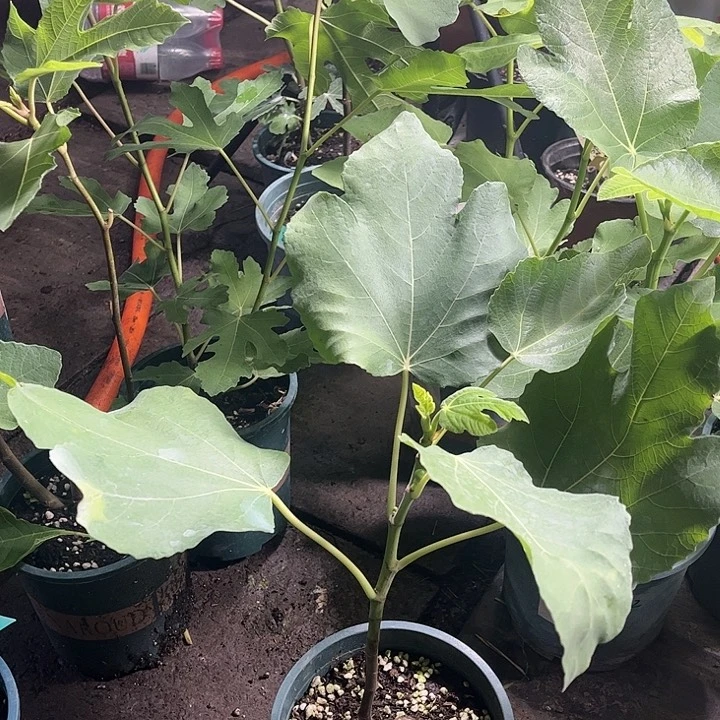 无花朵一物一拍原盆土发货