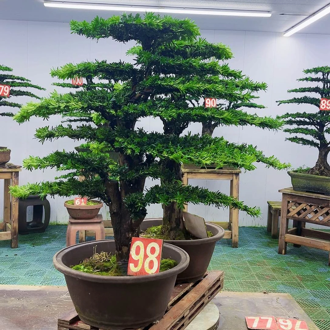 完全开放罗汉松盆景艺术