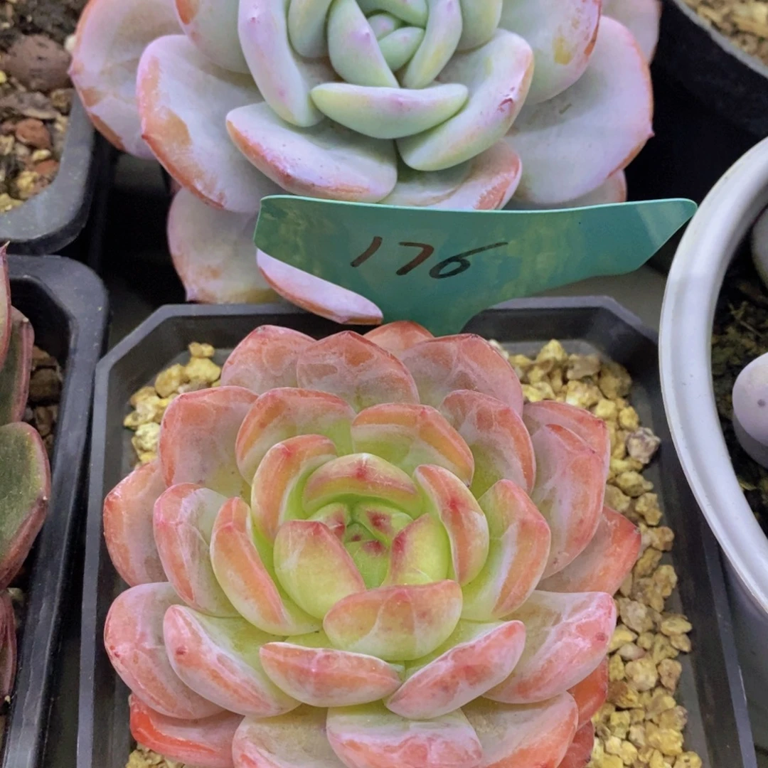 今天开心，精品多肉，一物一拍