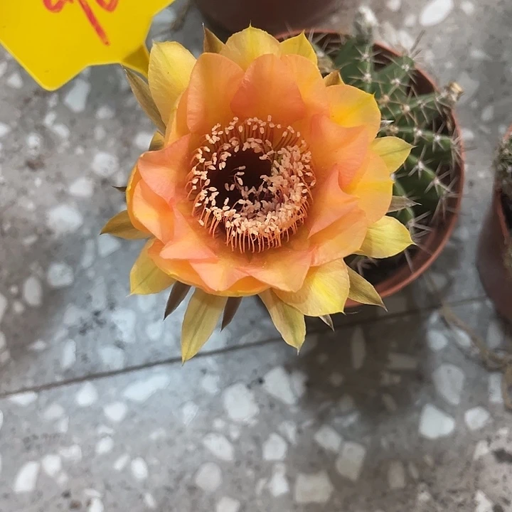 默***契96号摘花脱土发货