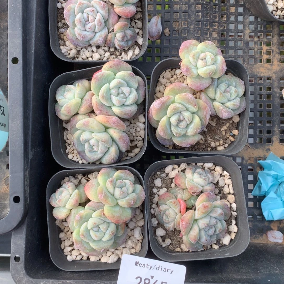 五***_2865五颗脱土包邮