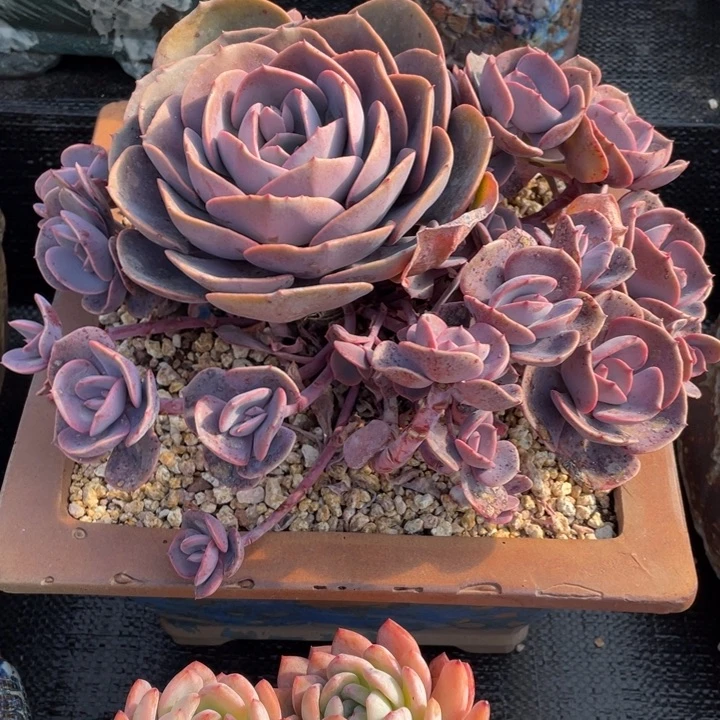 ꧁****?弥一物一一拍