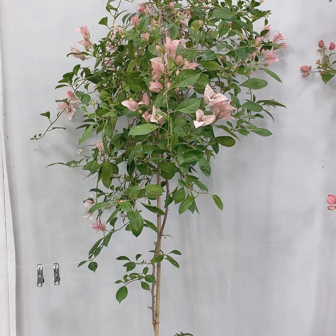 完全开放婆罗洲樱花