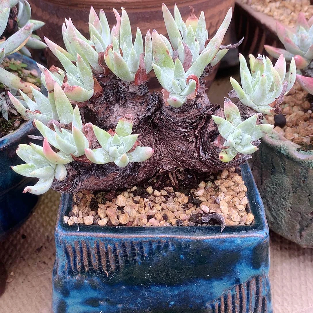 8964雪花仙女杯多肉