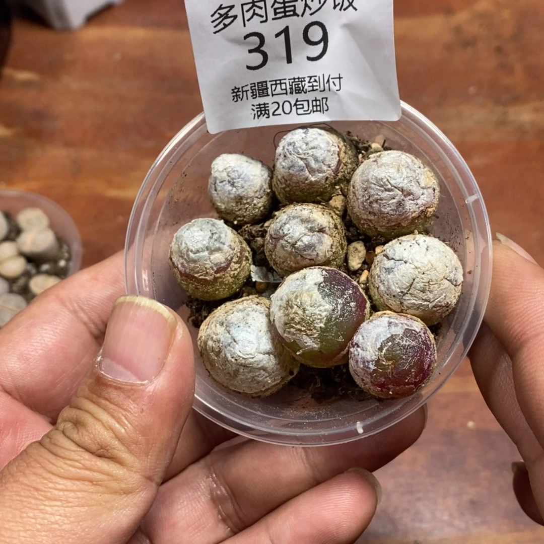 多肉蛋炒饭感谢您相伴319