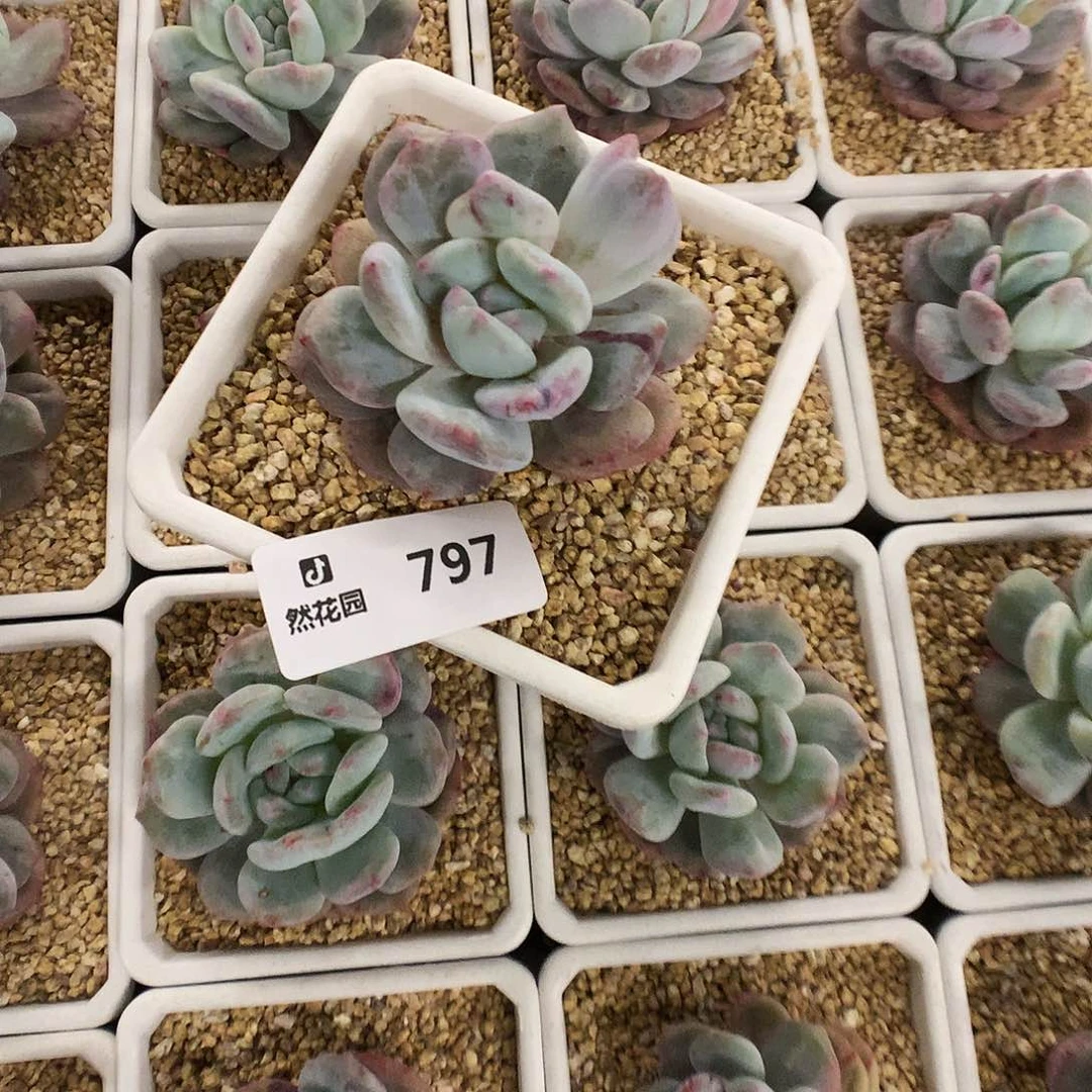 797星影石化多肉植物