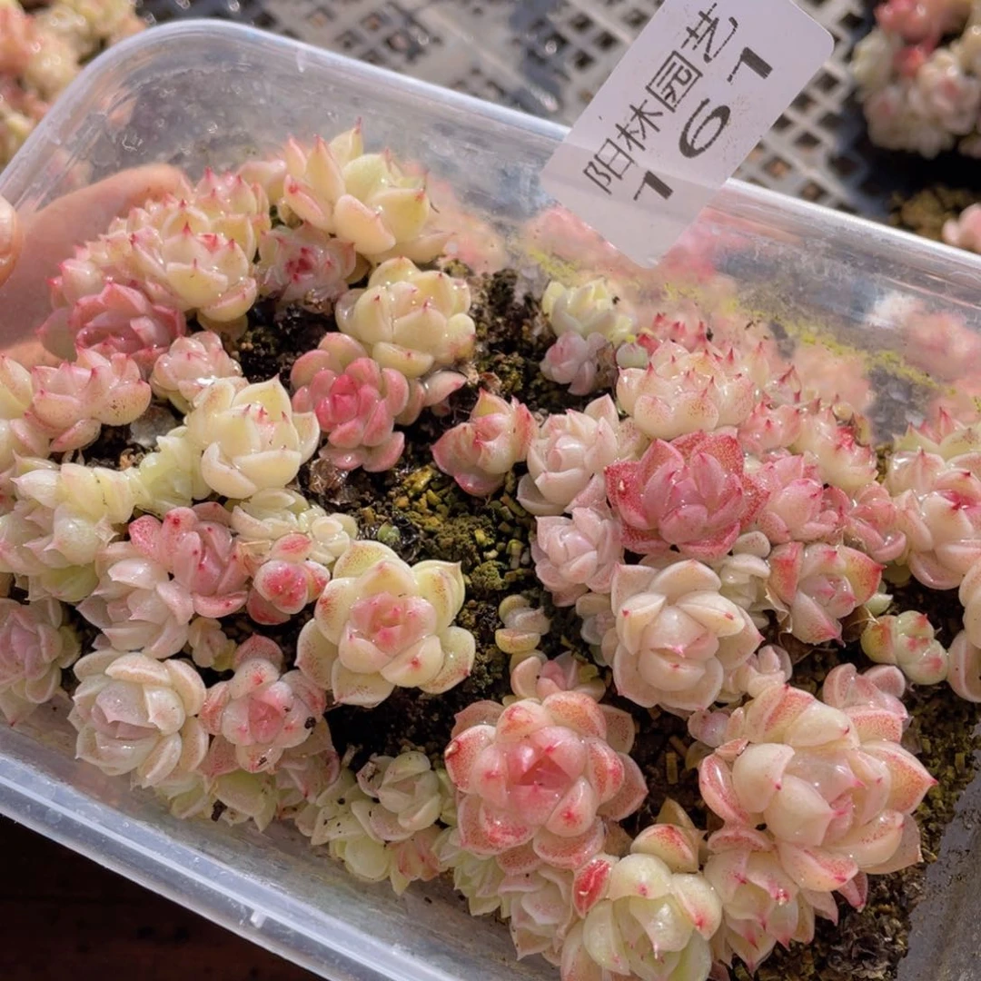 多肉植物多肉植物161