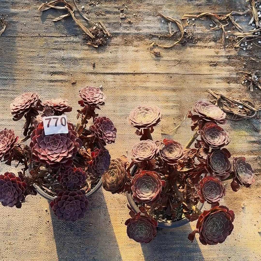 不开花植物770黑铜壶黑暗萝莉丛林两颗半木质桩