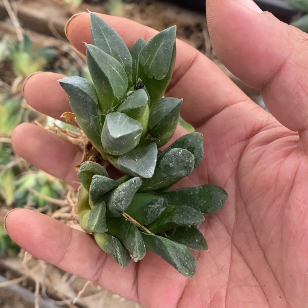 锦****婆3040 两颗福利。