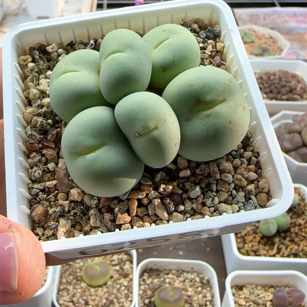 大***的6258大白多肉植物园