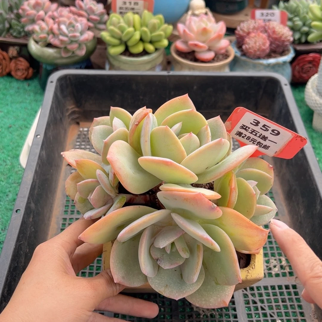 表妹精品多肉植物359.
