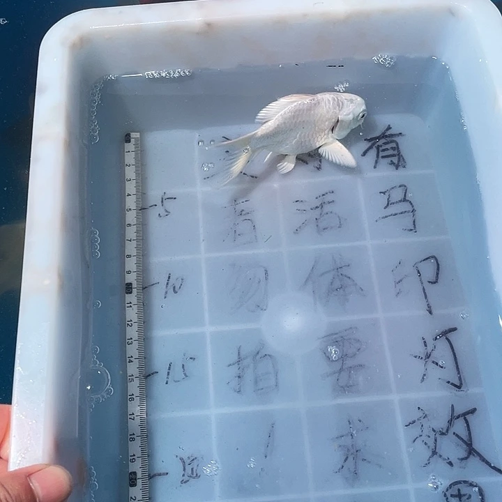 蝴蝶鲤鱼渔场直发鱼缸