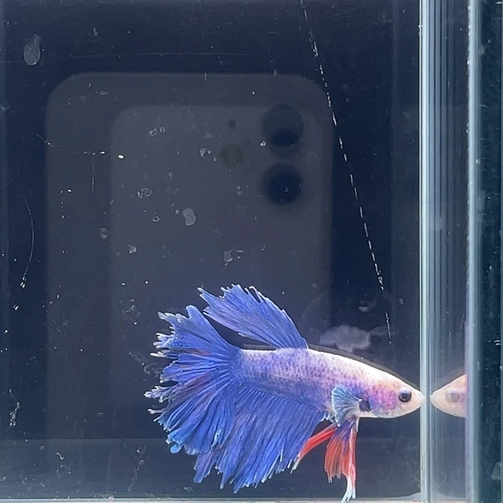 斗鱼活体不退不换 谢谢