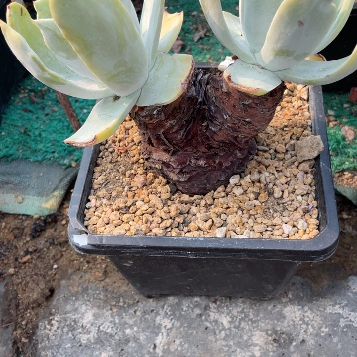 431号普西飞克多肉
