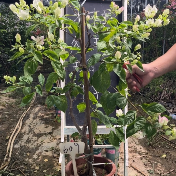 无花朵三角梅三角梅609