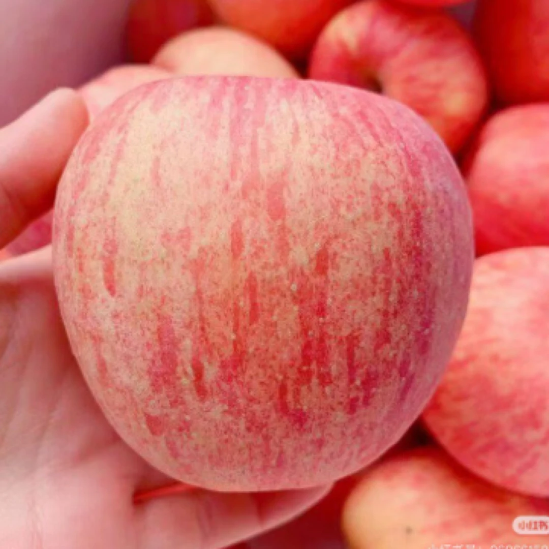 甘肃天水富士苹果2个（约1斤左右）甘肃省