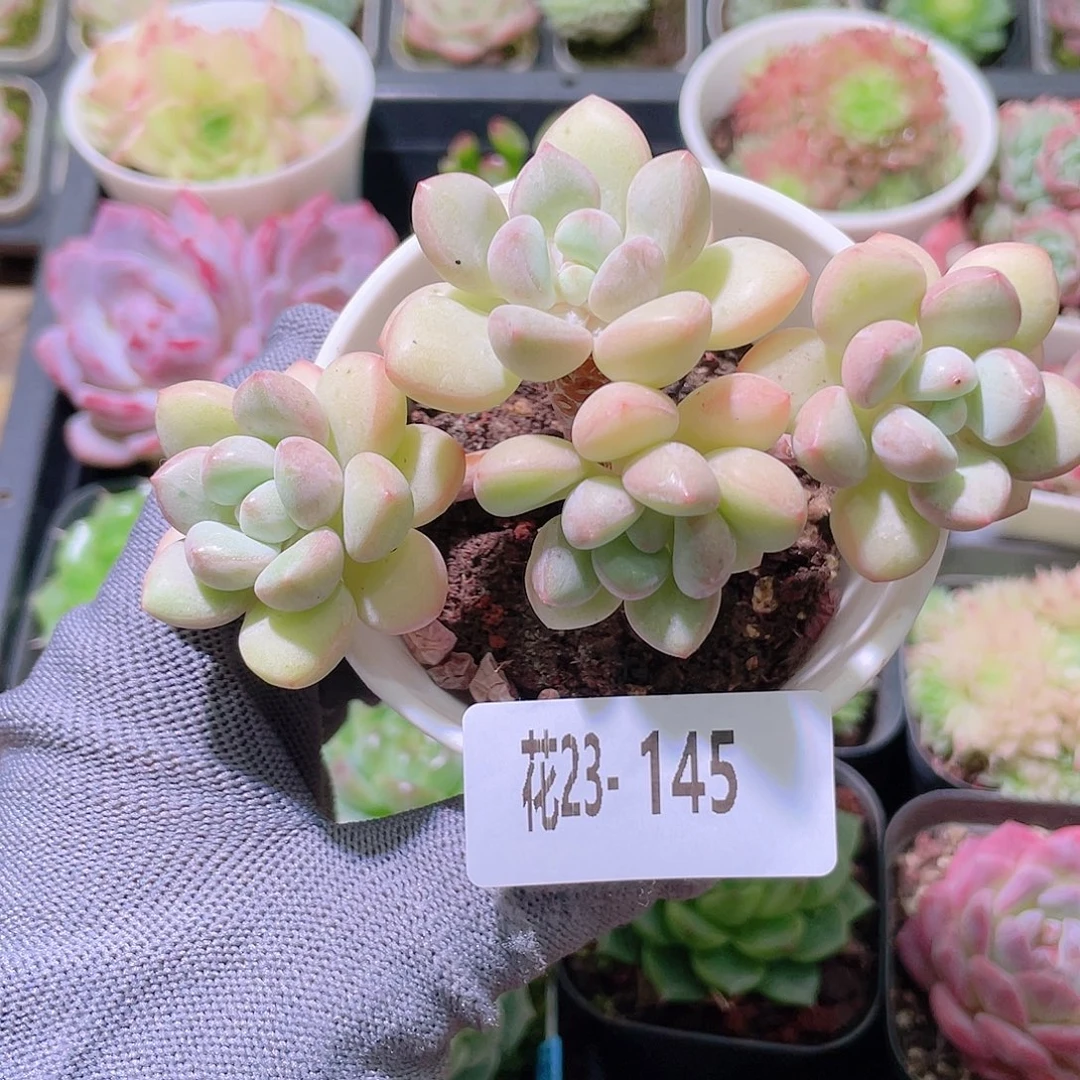 花利美23-145泡泡糖