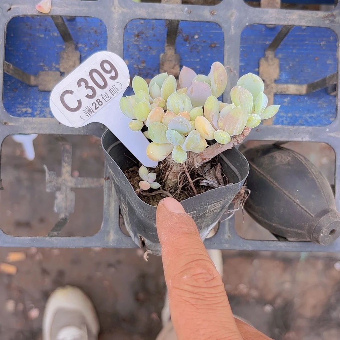 C309奶油公主一物一拍