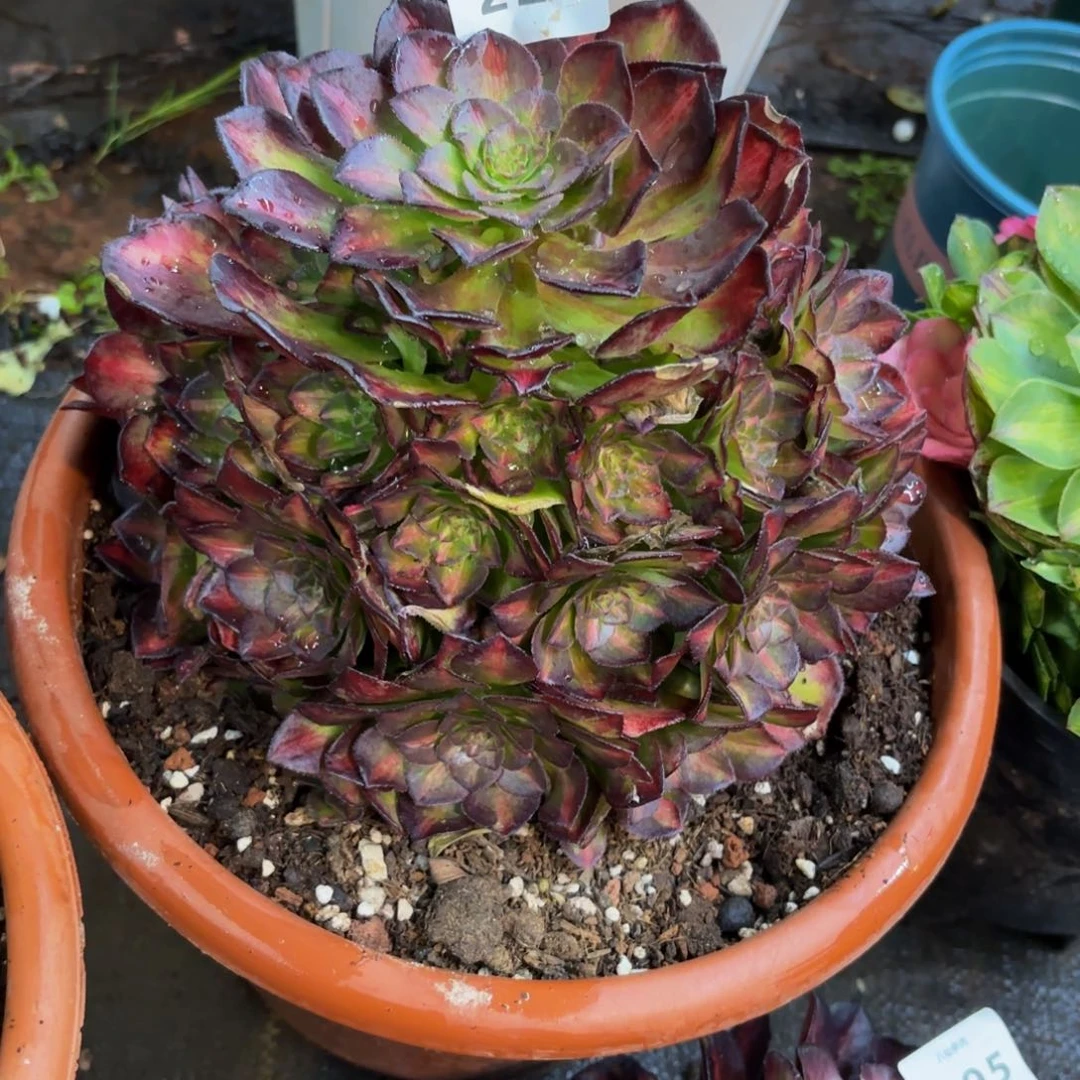 澔**风227多肉植物海王七彩无根