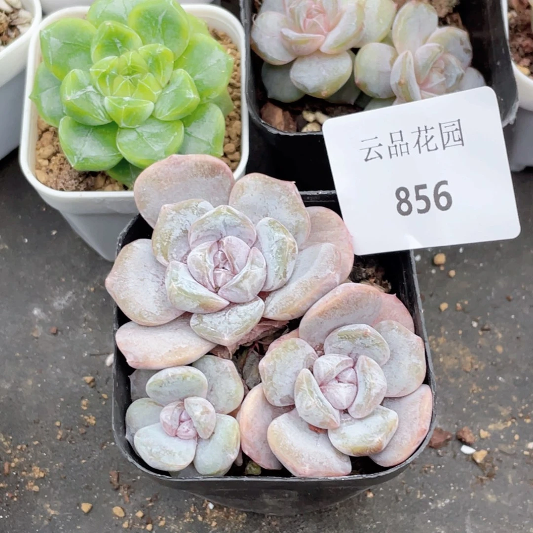 856号糖心冰心珍妮 紫心珍妮