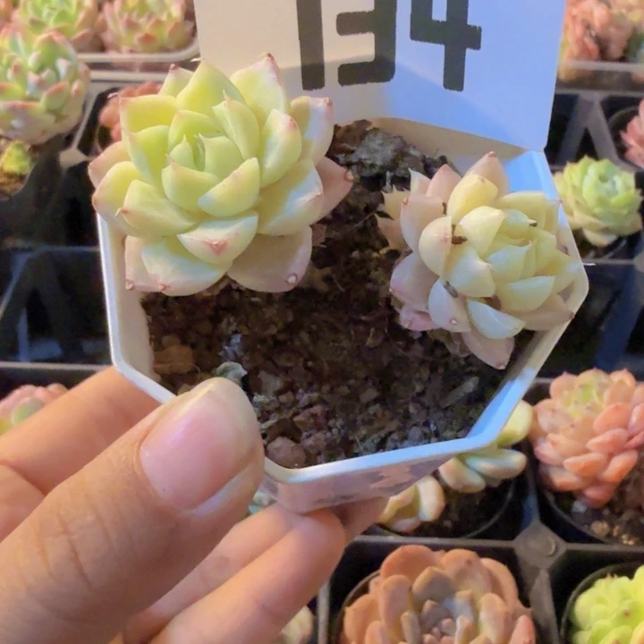 134，带盆带土发货