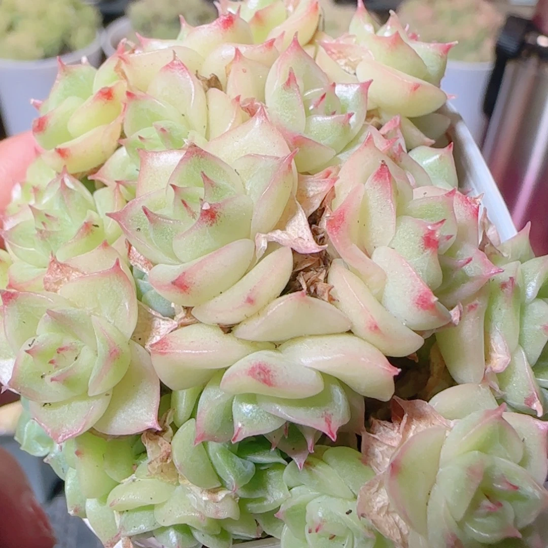 花语逸镜1111-10开播福利散