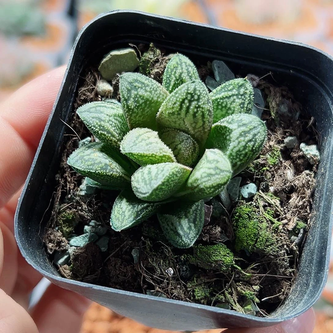 十二卷多肉白蛇寿