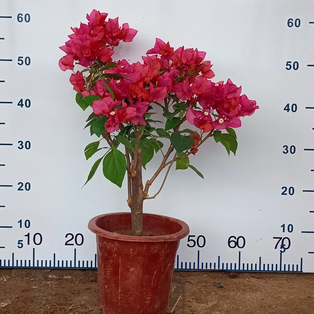 三年老桩同安红三角梅