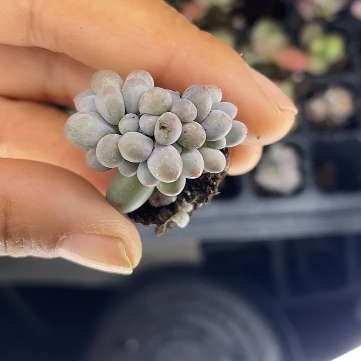 汤圆群随机发满18包邮