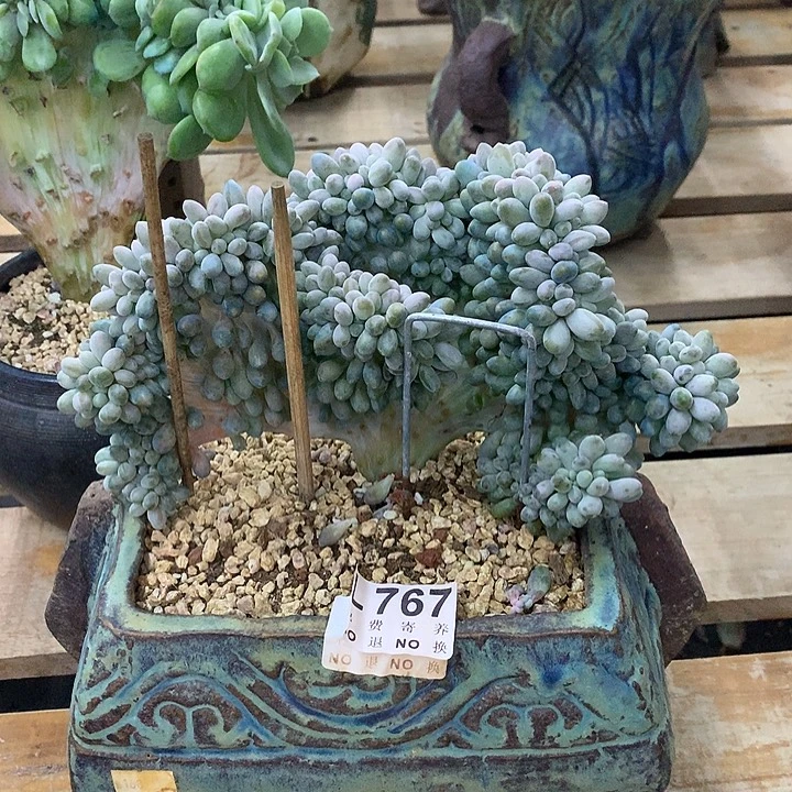 汤圆缀化 可爱玫瑰缀化 非偏远38包邮 节后发