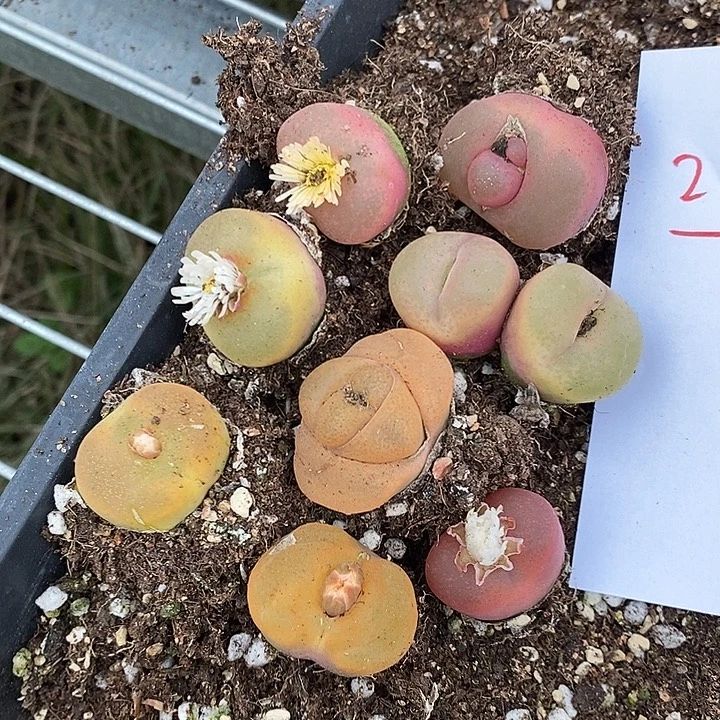 21320。  一组。 一组。