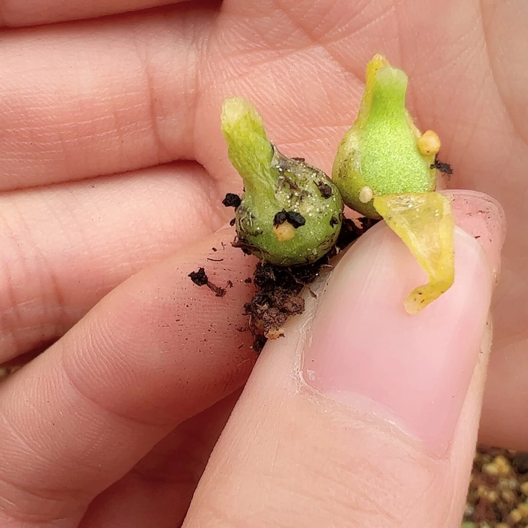 0000量拍园艺小葫芦2颗小体型