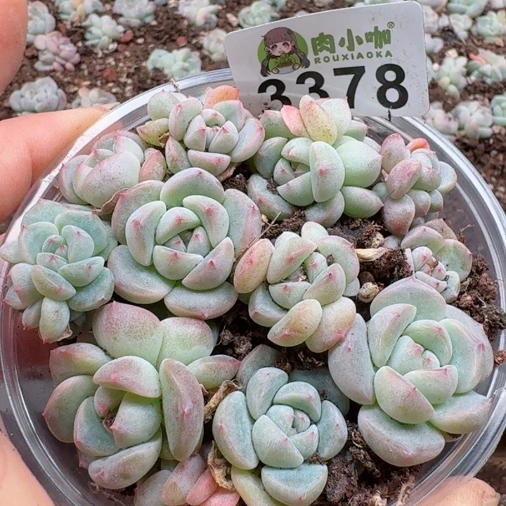 多肉植物多肉植物