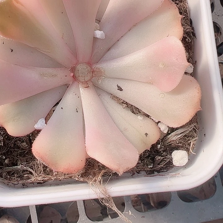 呼*多肉植物多肉植物