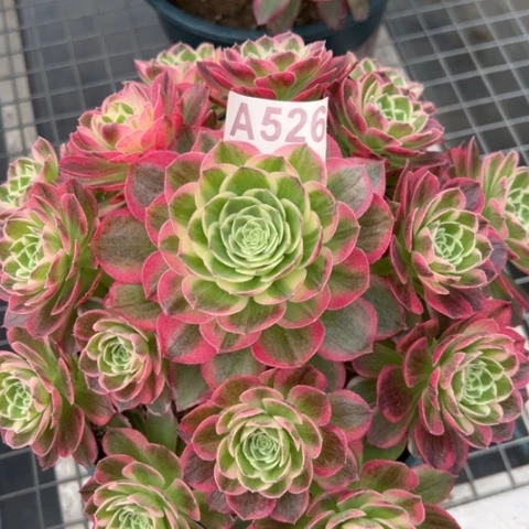 526海王22厘米左右