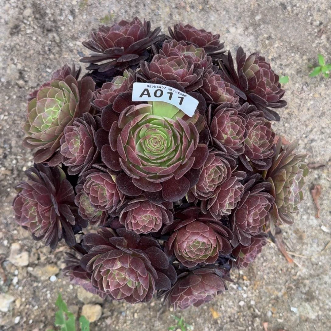 011黑美人变异多肉植物