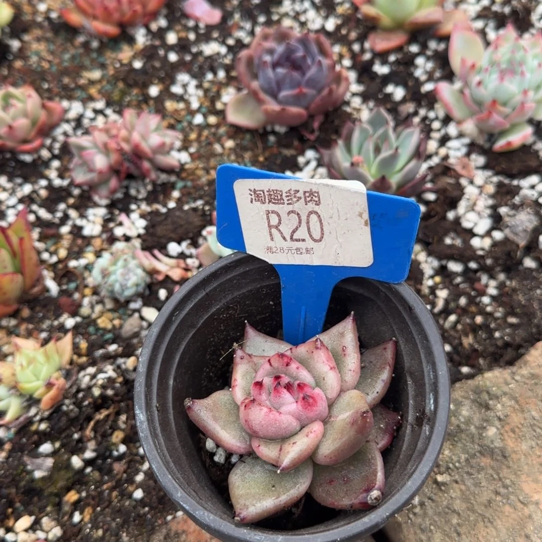 多肉植物111111111