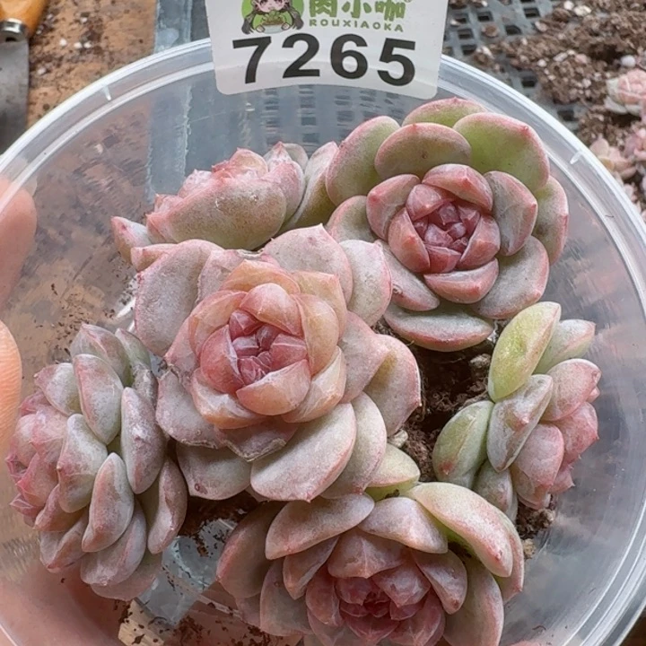 品*多肉植物多肉植物