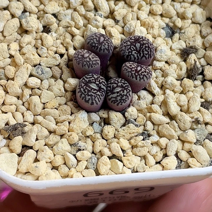 佳人园艺多肉生石花墨669