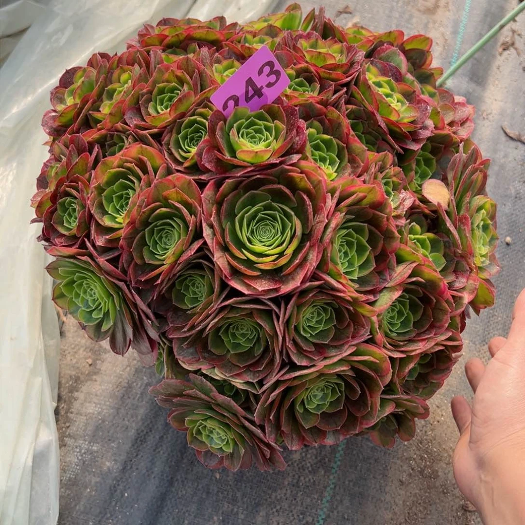 樱*?243奶白法师多肉植物