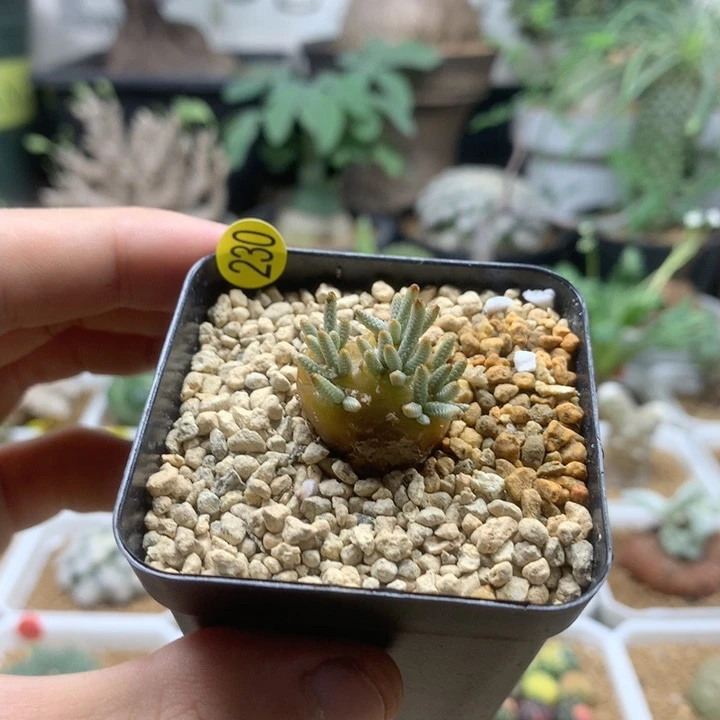 白花韧锦母本带盆2cm