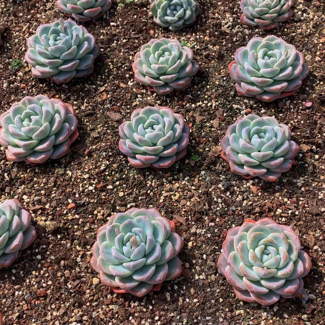 精控冰玉10颗大单头一物一拍