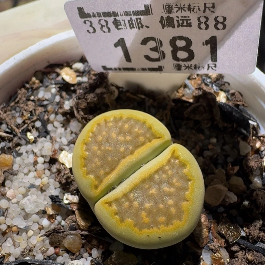 zzz生石花肉锥1381