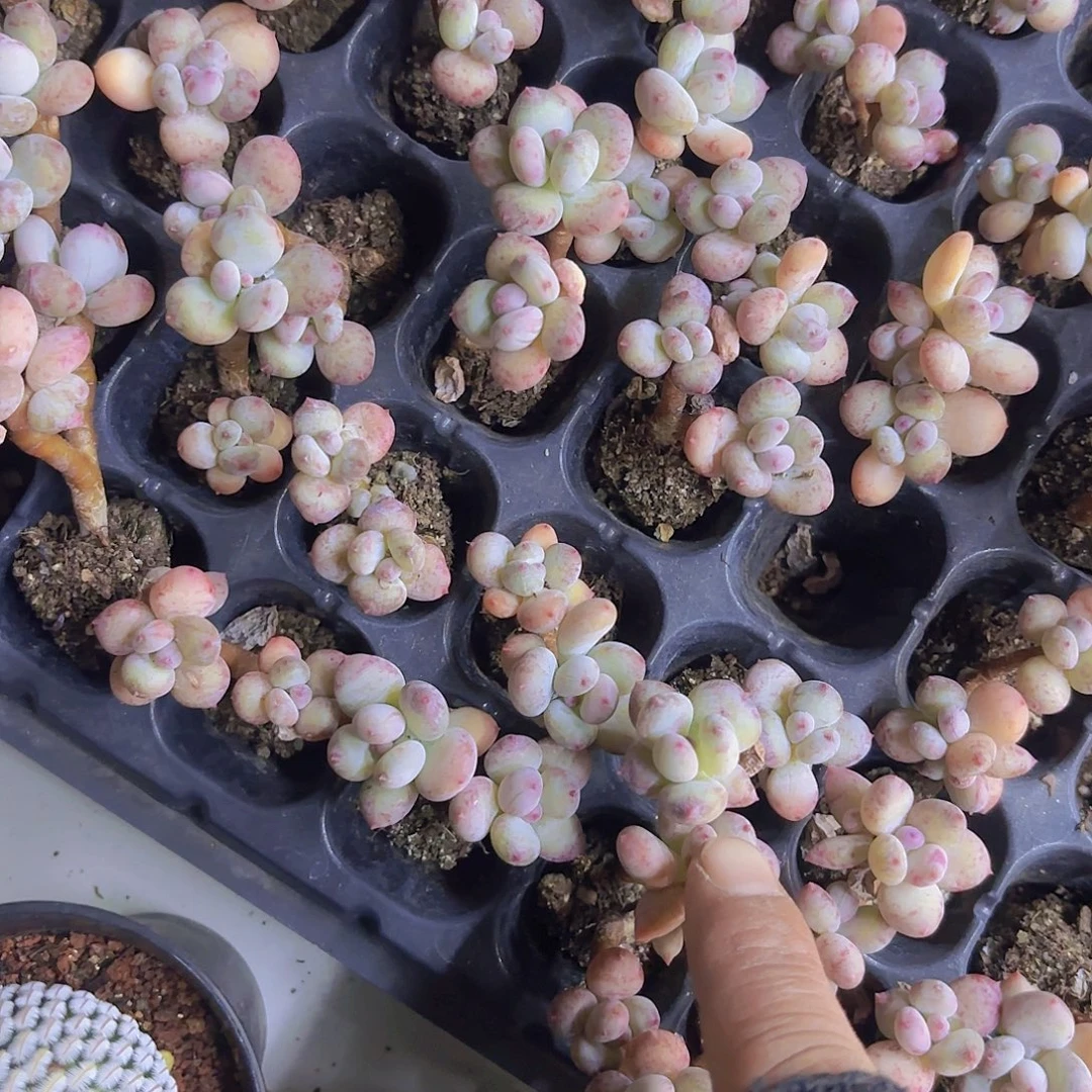 萤火虫奶酪两颗一组量拍