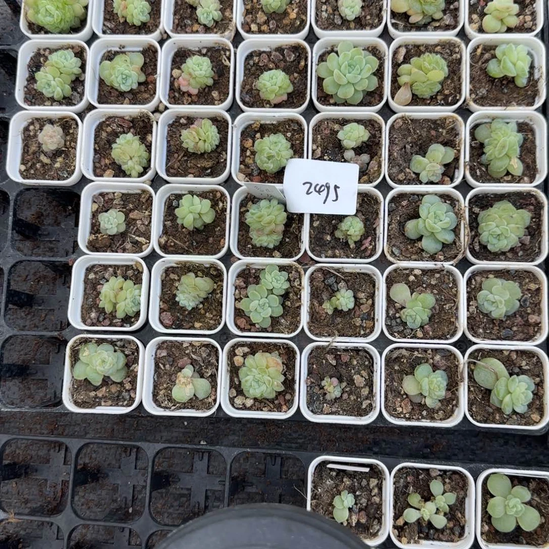 2495号19个容止满20包邮