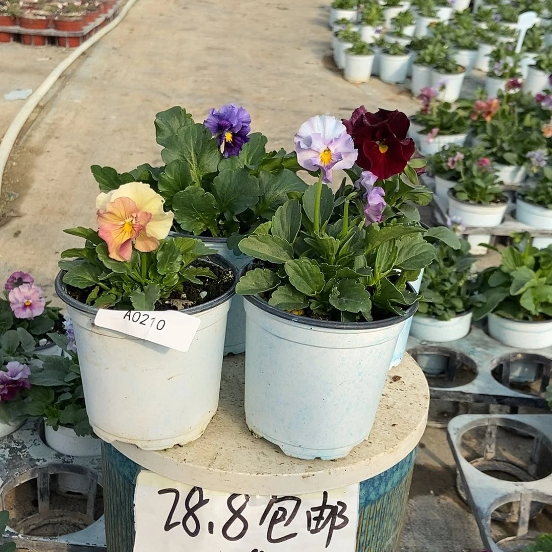 大部分花苞少量开放210